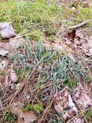 Cladonia subulata
