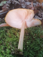 Pluteus variabilicolor