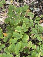 Actaea