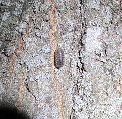 Armadillidium nasatum