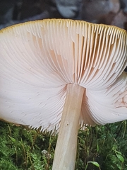 Pluteus variabilicolor