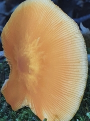 Pluteus variabilicolor