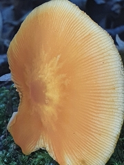 Pluteus variabilicolor