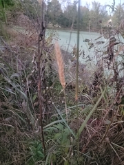 Elymus virginicus