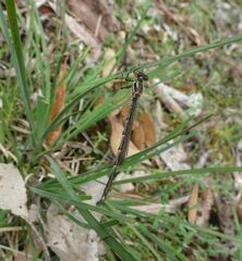 Austrolestes annulosus