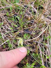 Corybas orbiculatus