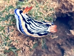 Hypselodoris maritima