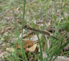 Austrolestes annulosus