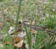 Austrolestes annulosus