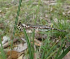 Austrolestes annulosus