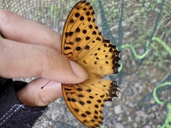 Argynnis hyperbius hyperbius