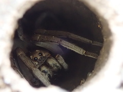 Portacosa cinerea