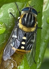 Scaptia