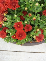 Chrysanthemum morifolium