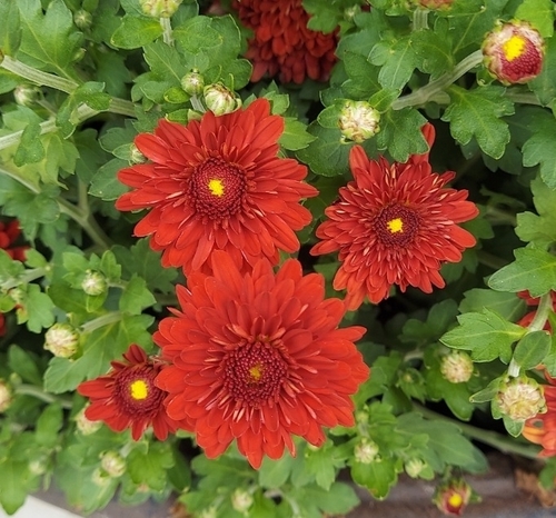 Florist's Daisy (Chrysanthemum × morifolium)