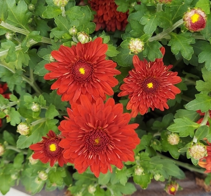 Chrysanthemum X morifolium