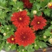 Florist's Daisy (Chrysanthemum × morifolium)