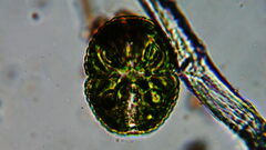 Cosmarium
