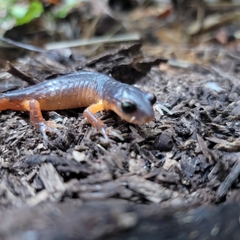 Ensatina eschscholtzii