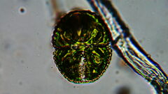Cosmarium