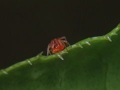 Ruborridion musivum
