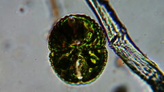 Cosmarium