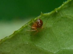 Ruborridion musivum