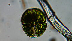 Cosmarium