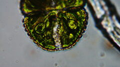 Cosmarium