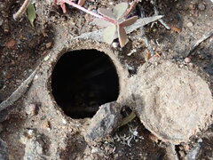 Portacosa cinerea