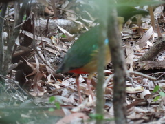Pitta versicolor