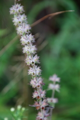 Stachys hispida