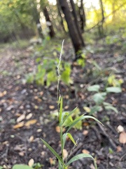 Muhlenbergia mexicana