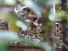 Pitta versicolor