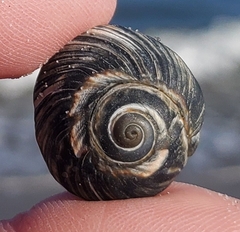 Neverita duplicata