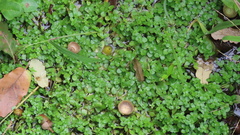 Callitriche stagnalis