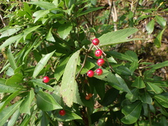Viburnum erosum