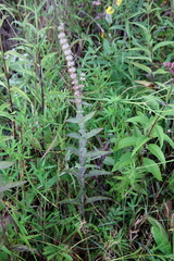 Stachys hispida