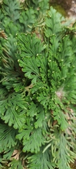 Selaginella lepidophylla