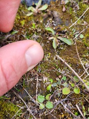 Schoenus concinnus