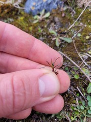 Schoenus concinnus