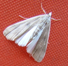 Parapoynx maculalis