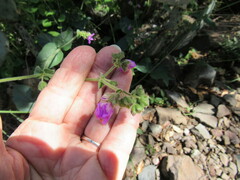 Mirabilis oxybaphoides
