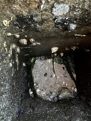 Amphibalanus improvisus