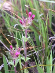Parentucellia latifolia