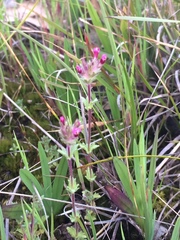 Parentucellia latifolia