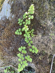 Adiantum chilense