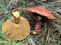Suillus spectabilis
