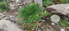 Selaginella lepidophylla