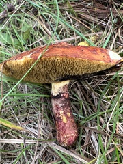 Suillus spectabilis